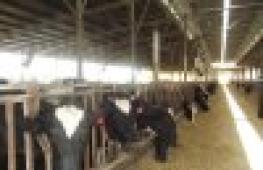 Сырный туризм: все сыроварни Израиля Коровы в израиле